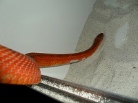 male 01 bloodred piedside