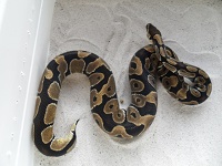 femelle 06 python regius farming