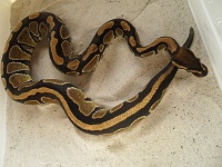 femelle 11 python regius farming