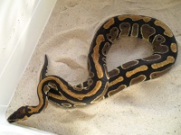 femelle 13 python regius farming